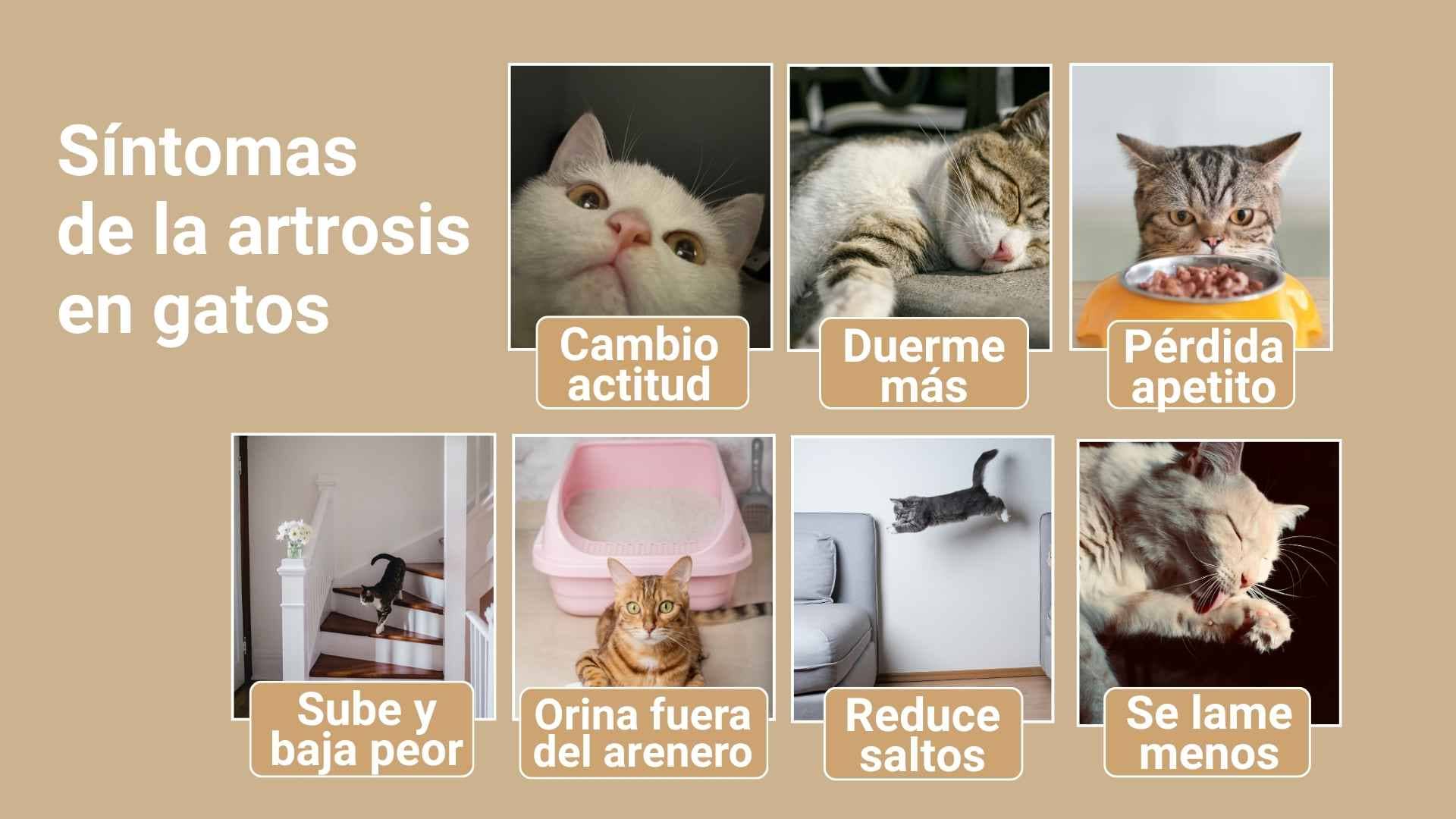 Sintomas de la artrosis en gatos